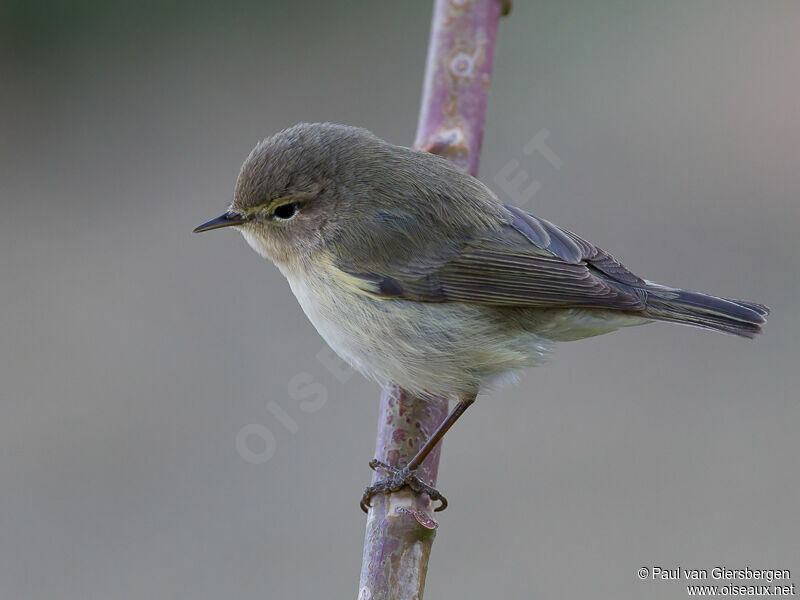 Common Chiffchaff