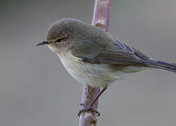 Common Chiffchaff