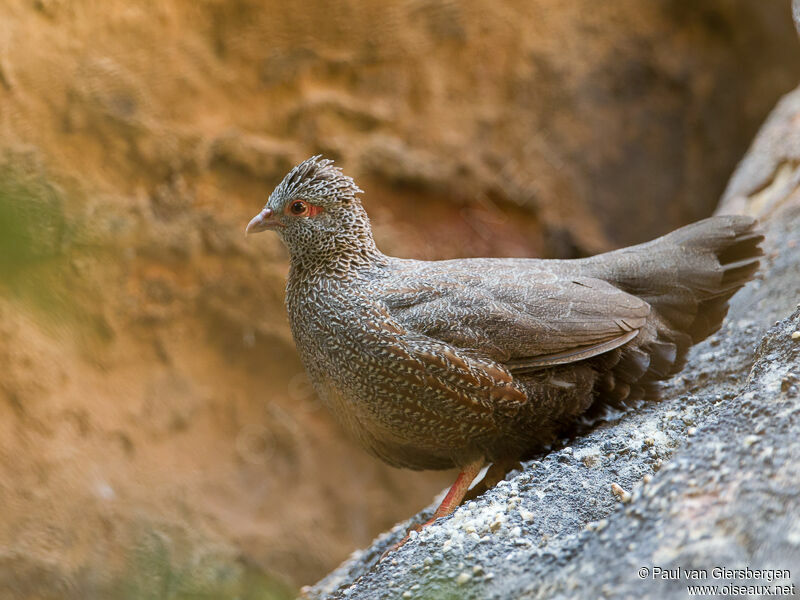 Poulette de roche