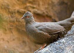 Stone Partridge