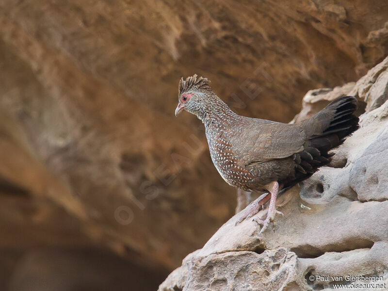 Stone Partridgeadult