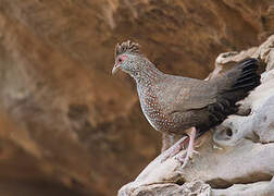 Stone Partridge