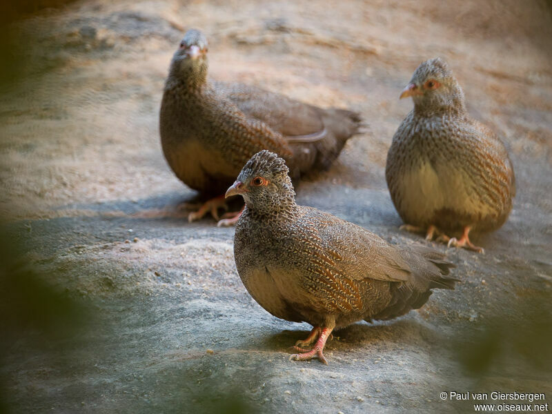 Stone Partridge