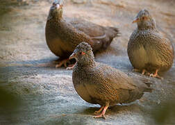 Stone Partridge