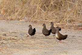 Stone Partridge