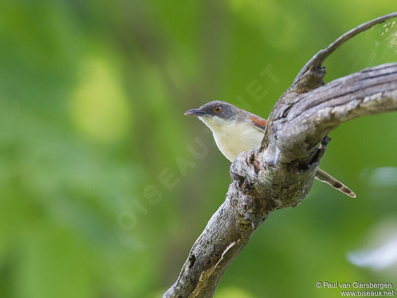 Prinia à ailes roussesadulte