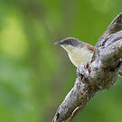 Prinia à ailes rousses