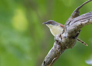 Prinia à ailes rousses