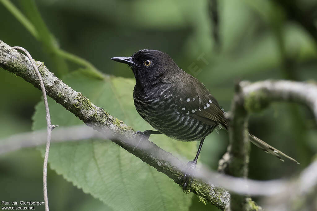 Black-faced Priniaadult, identification