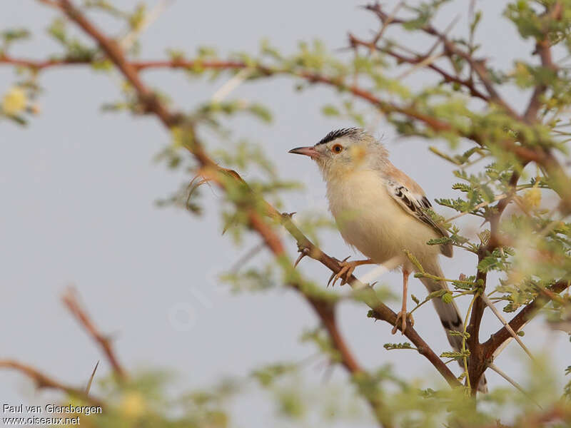 Prinia à front écailleux mâle adulte, habitat, pigmentation