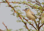 Prinia à front écailleux