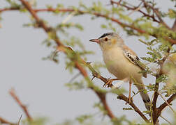 Cricket Warbler