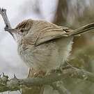 Prinia à front roux