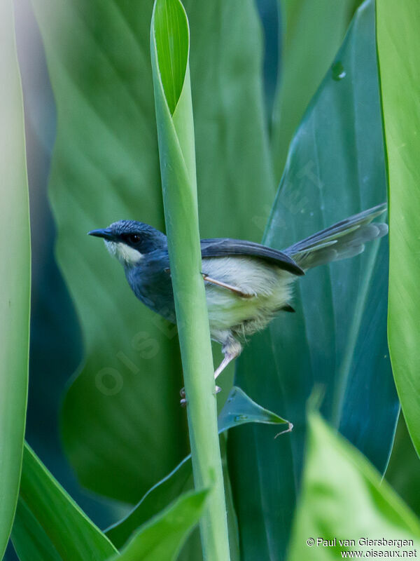 White-chinned Prinia