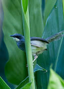 White-chinned Prinia