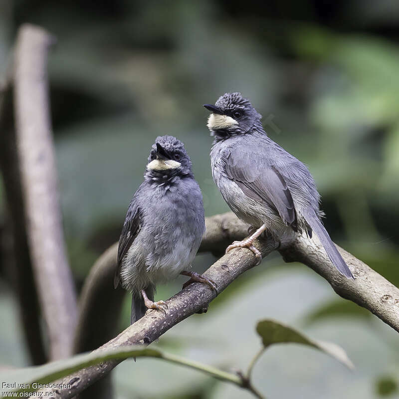 White-chinned Priniaadult, pigmentation