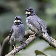 White-chinned Prinia