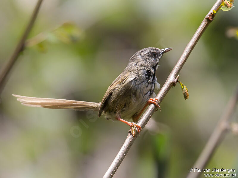 Black-throated Prinia