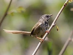 Black-throated Prinia