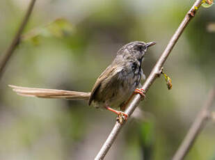 Prinia à gorge noire