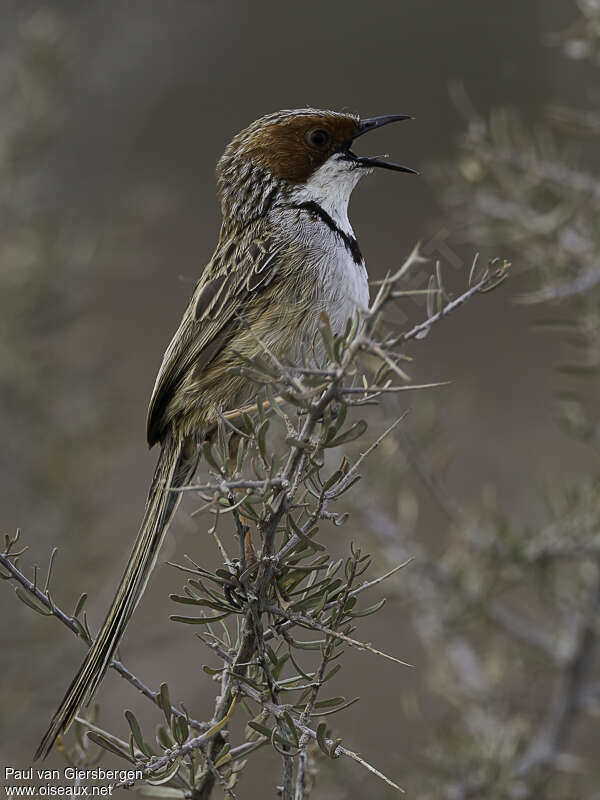 Prinia à joues roussesadulte