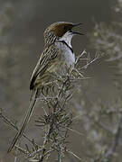 Rufous-eared Warbler