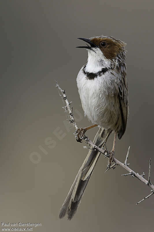 Rufous-eared Warbleradult