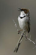 Rufous-eared Warbler