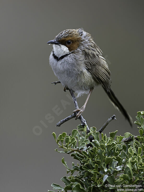 Prinia à joues roussesadulte