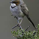 Prinia à joues rousses