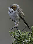 Prinia à joues rousses