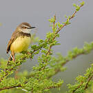 Prinia à plastron
