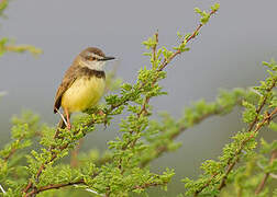 Prinia à plastron