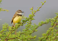 Prinia à plastron