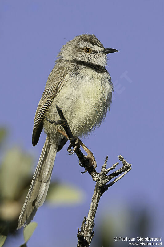 Prinia à plastronadulte