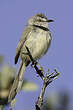 Prinia à plastron