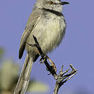 Prinia à plastron