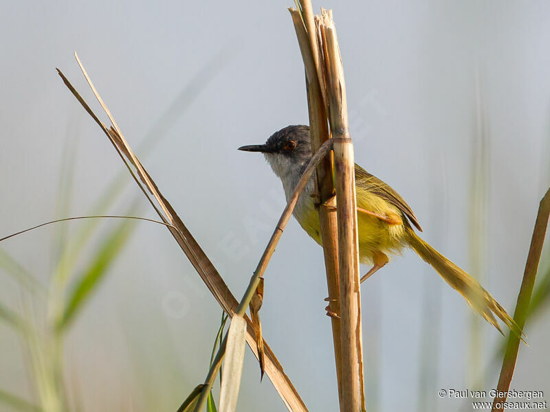 Yellow-bellied Prinia