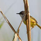 Prinia à ventre jaune