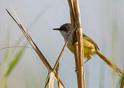 Yellow-bellied Prinia