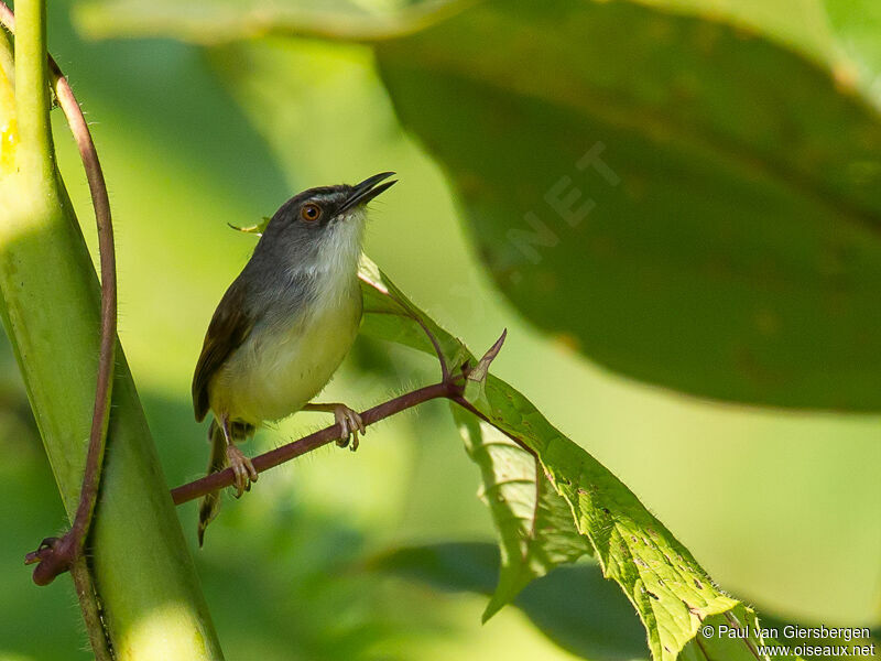 Prinia à ventre jaune