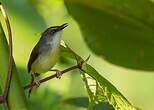 Prinia à ventre jaune