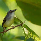 Prinia à ventre jaune