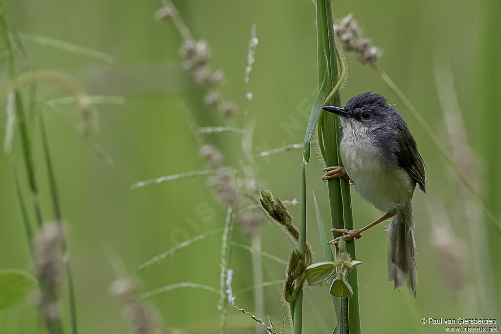 Prinia à ventre jauneadulte