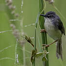 Prinia à ventre jaune