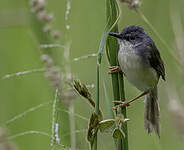 Prinia à ventre jaune