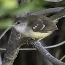 Prinia bifasciée