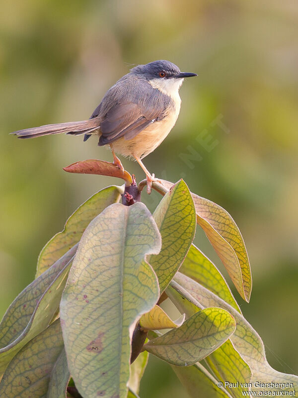 Ashy Prinia