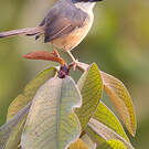 Prinia cendrée