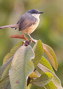 Ashy Prinia